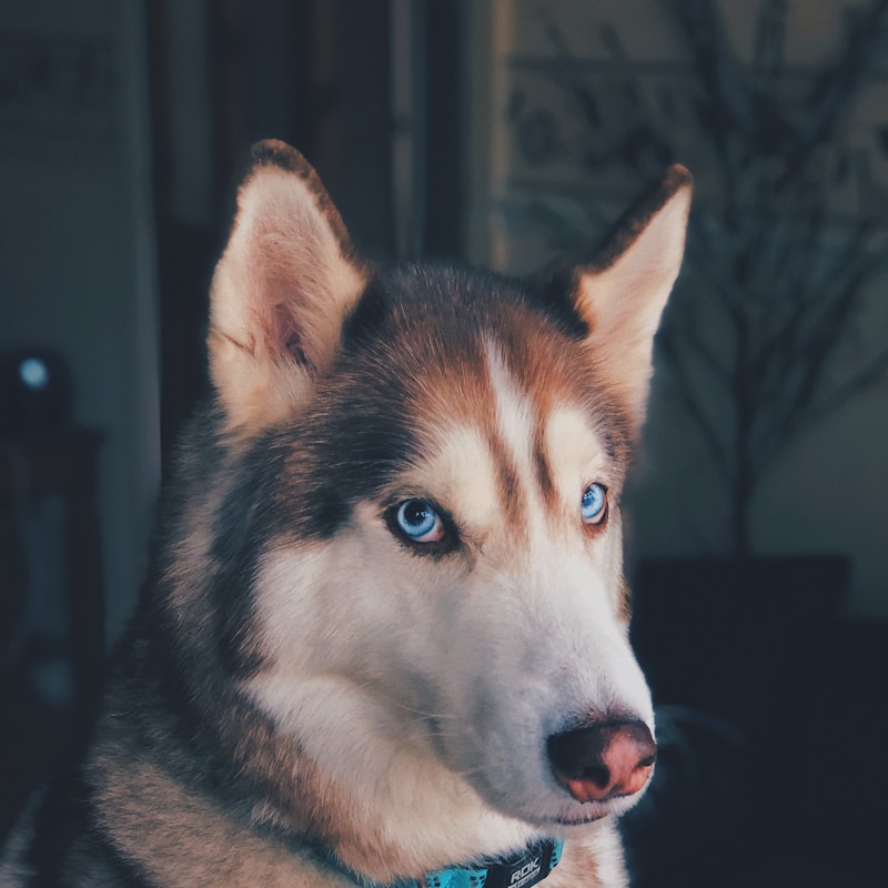 A happy brown and white border collie sitting in a sunny field of grass